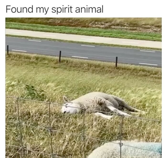 Sheep lying lazily in a field, embodying chill vibes.