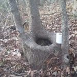 Tree with a toilet paper roll, captioned "When Nature Calls"