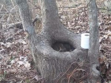 Tree with a toilet paper roll, captioned "When Nature Calls"