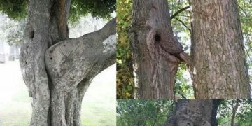 Trees with funny shapes creating comedic natural scenes