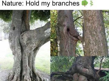 Trees with funny shapes creating comedic natural scenes