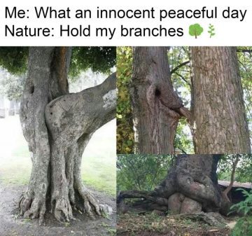 Trees with funny shapes creating comedic natural scenes