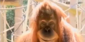 Orangutan smiling with text "I still got it" implying confidence.