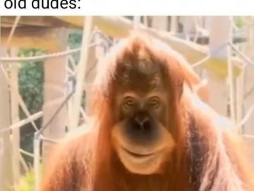 Orangutan smiling with text "I still got it" implying confidence.