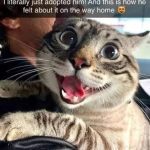 Wide-eyed cat looking excited after being adopted in a car