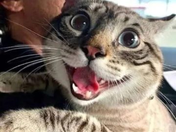 Wide-eyed cat looking excited after being adopted in a car