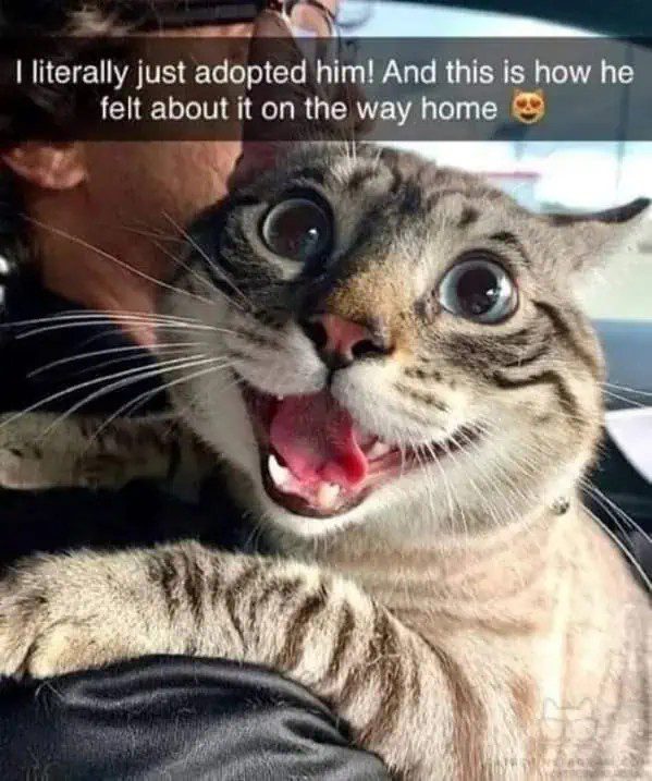 Wide-eyed cat looking excited after being adopted in a car