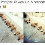 Puppies quickly devouring their food in a hilarious line-up.