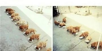 Puppies quickly devouring their food in a hilarious line-up.