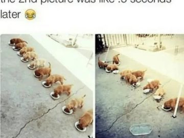 Puppies quickly devouring their food in a hilarious line-up.