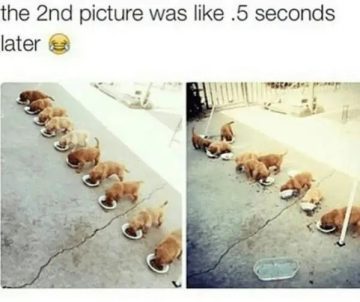 Puppies quickly devouring their food in a hilarious line-up.