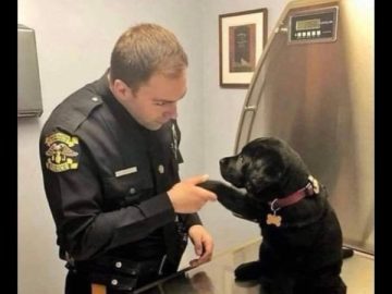 Puppy sitting at vet with officer, reporting a stolen treat
