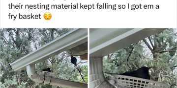 Robin nesting in a fry basket on a drainpipe in a tree.