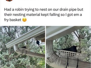 Robin nesting in a fry basket on a drainpipe in a tree.