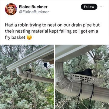 Robin nesting in a fry basket on a drainpipe in a tree.
