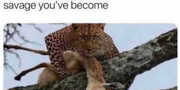 Leopard looks intense while holding prey, capturing savage humor.