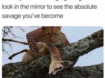 Leopard looks intense while holding prey, capturing savage humor.