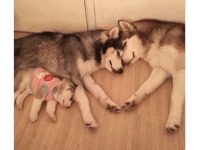 A cute family of huskies cuddling together on the floor.