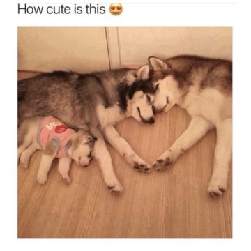 A cute family of huskies cuddling together on the floor.