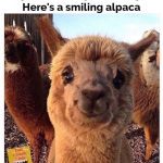 Adorable smiling alpaca to brighten your day