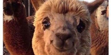 Adorable smiling alpaca to brighten your day