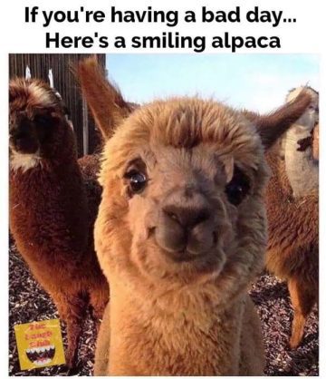 Adorable smiling alpaca to brighten your day