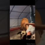 Thumbnail for a funny video showing a playful moment turning into sudden chaos and an unexpected fail