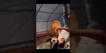 Thumbnail for a funny video showing a playful moment turning into sudden chaos and an unexpected fail