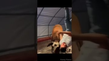 Thumbnail for a funny video showing a playful moment turning into sudden chaos and an unexpected fail