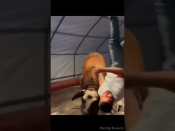 Thumbnail for a funny video showing a playful moment turning into sudden chaos and an unexpected fail