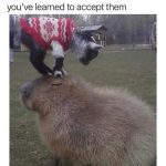 Goat wearing sweater standing on calm capybara in a field.