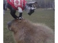 Goat wearing sweater standing on calm capybara in a field.