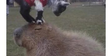 Goat wearing sweater standing on calm capybara in a field.