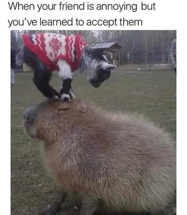 Goat wearing sweater standing on calm capybara in a field.