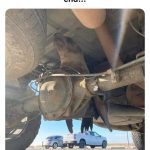 A mischievous seal pokes out from underneath a car.