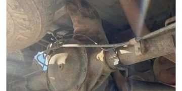 A mischievous seal pokes out from underneath a car.