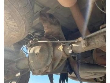 A mischievous seal pokes out from underneath a car.