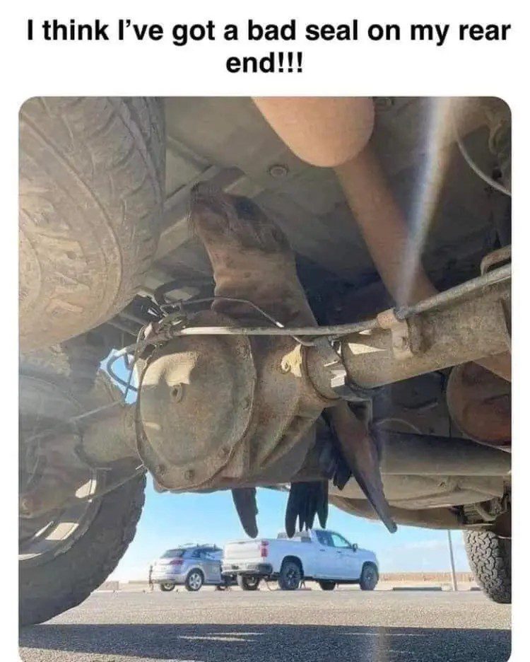 A mischievous seal pokes out from underneath a car.