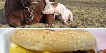 Cow and pig as best friends with a burger twist.