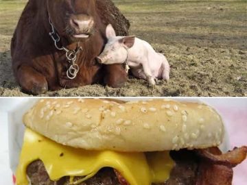 Cow and pig as best friends with a burger twist.