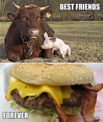 Cow and pig as best friends with a burger twist.