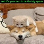 A cute kitten on a dog's back, representing the big spoon in a funny meme.