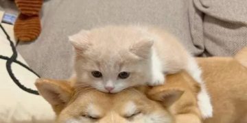 A cute kitten on a dog's back, representing the big spoon in a funny meme.
