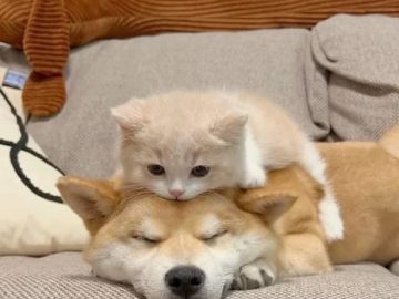 A cute kitten on a dog's back, representing the big spoon in a funny meme.