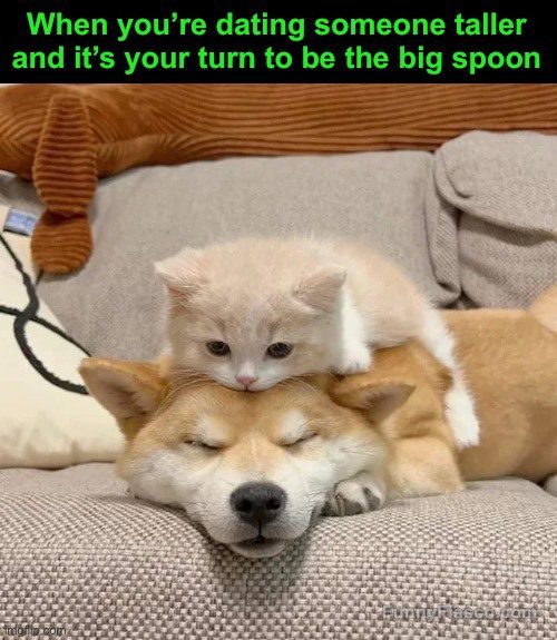 A cute kitten on a dog's back, representing the big spoon in a funny meme.
