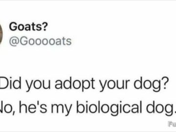 Hilarious meme about a biological dog comeback