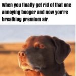 Dog enjoying fresh air after removing a booger