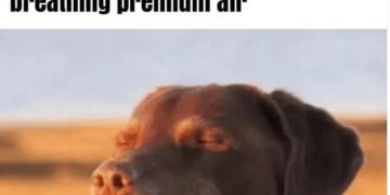 Dog enjoying fresh air after removing a booger