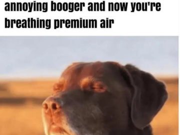 Dog enjoying fresh air after removing a booger