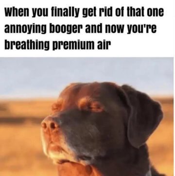 Dog enjoying fresh air after removing a booger